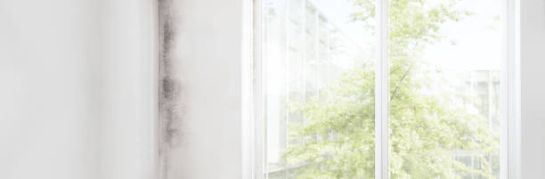 Best Air Quality Testing for Mold Spores  in Anthony, NM