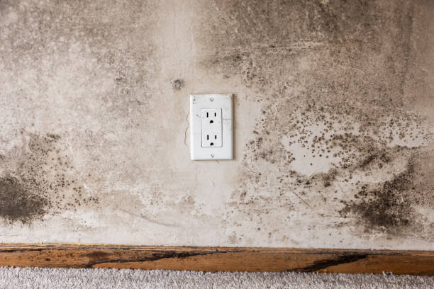 Best Mold Remediation for Healthcare Facilities  in Anthony, NM