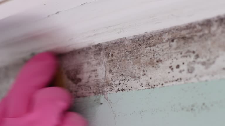Best Mold-Related Health Consultation  in Anthony, NM